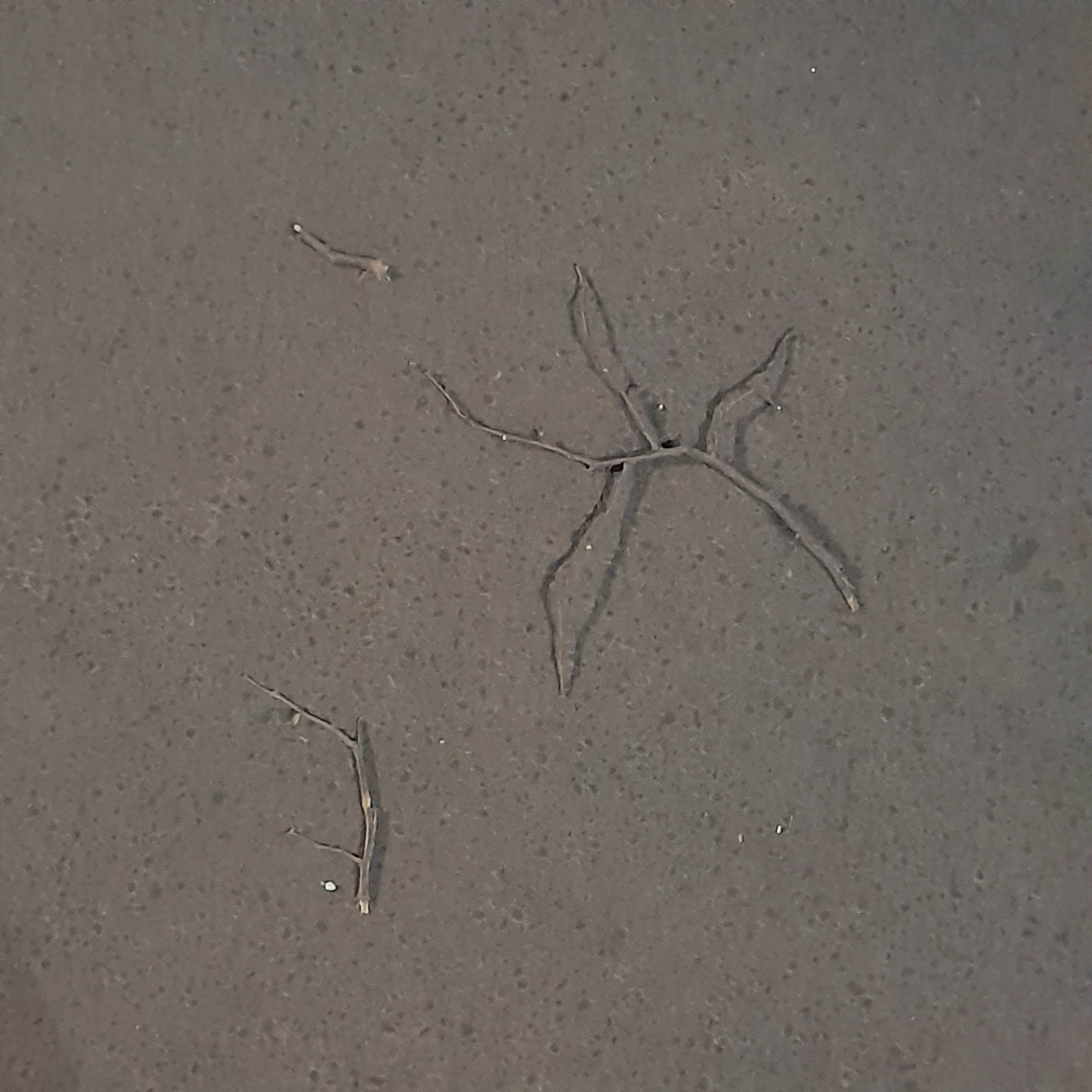 spider lost his leg